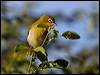 Click here to enter gallery and see photos/pictures/images of Small Lifou White-eye