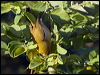 sml_lifou_white_eye_166573