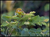 sml_lifou_white_eye_166578