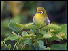 sml_lifou_white_eye_166579