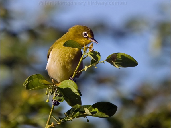 Small Lifou White-eye sml_lifou_white_eye_166571.psd