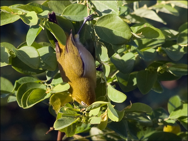 Small Lifou White-eye sml_lifou_white_eye_166573.psd