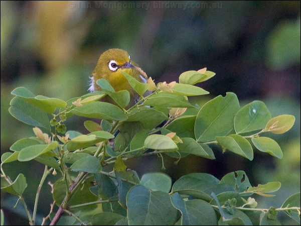 Small Lifou White-eye sml_lifou_white_eye_166578.psd