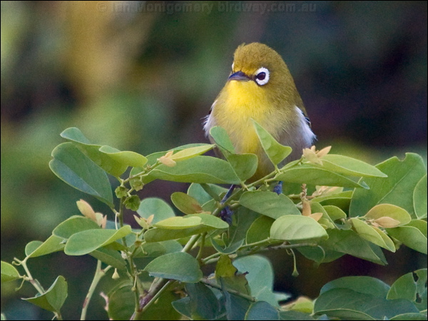 Small Lifou White-eye sml_lifou_white_eye_166579.psd