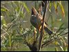 Click here to enter gallery and see photos of Stripe-throated Yuhina