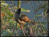 stripethroatedyuhina_17040