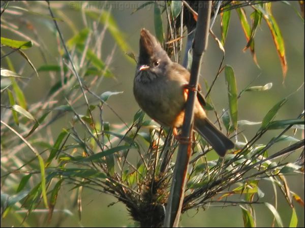 Stripe-throated Yuhina stripethroatedyuhina_17038.psd