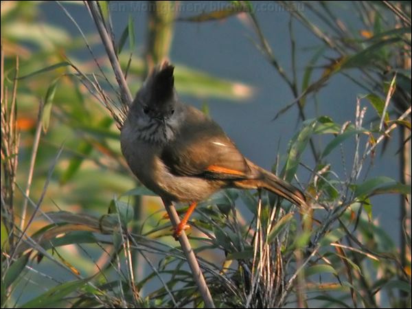 Stripe-throated Yuhina stripethroatedyuhina_17040.psd