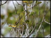 yellow_white_eye_09323