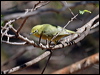 yellow_white_eye_09453