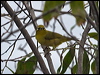 yellow_white_eye_156187