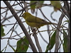 yellow_white_eye_156190