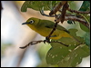 Click here to enter gallery and see photos/pictures/images of Yellow White-eye