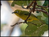 yellow_white_eye_91136