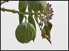 yellow_white_eye_93911