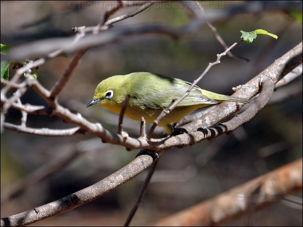 Canary (Australian Yellow) White-eye yellow_white_eye_09453.psd