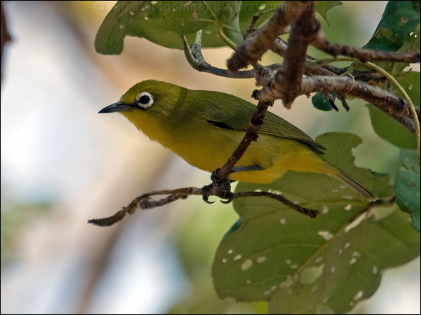 Canary (Australian Yellow) White-eye yellow_white_eye_91136.psd