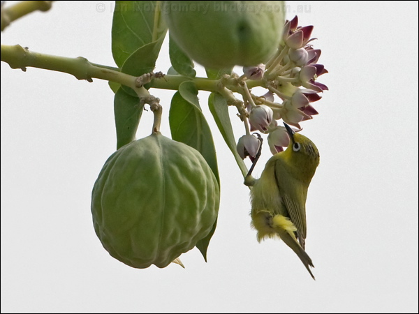 Canary (Australian Yellow) White-eye yellow_white_eye_93911.psd
