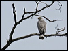 Click here to enter gallery and see photos of Grey-lined Hawk