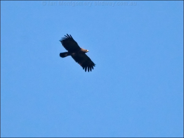Lesser Spotted Eagle lesser_spot_eagle_169687.psd