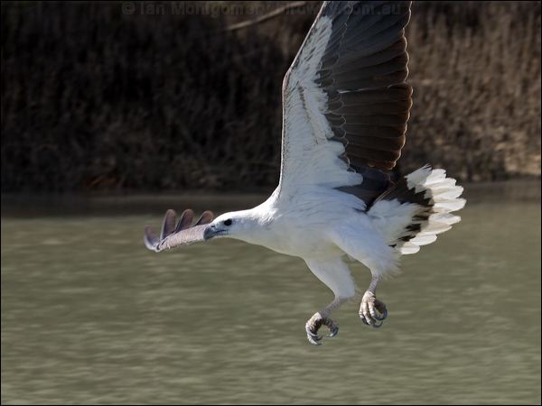 White-bellied Sea-eagle whitebelly_sea_eagle_94033.psd