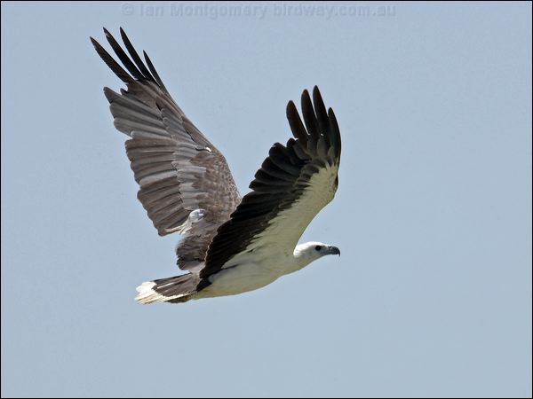 White-bellied Sea-eagle whitebelly_sea_eagle_94156.psd