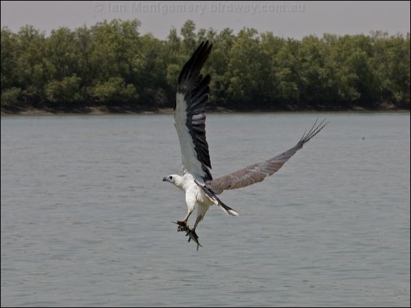 White-bellied Sea-eagle whitebelly_sea_eagle_94159.psd