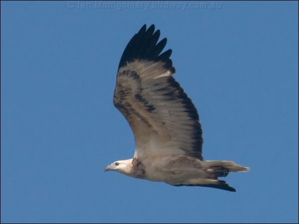 White-bellied Sea-eagle whitebelly_seaeagle_115925.psd