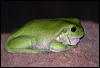 green_tree_frog_11418