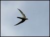 fork_tailed_swift_13202