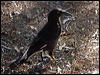pied_currawong_189390