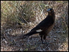pied_currawong_189405
