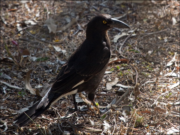 Pied Currawong pied_currawong_189390.psd