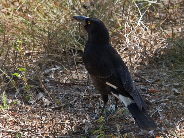 Pied Currawong pied_currawong_189399.psd