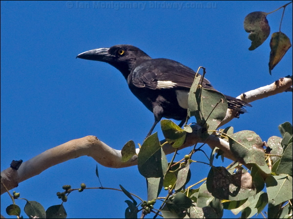 Pied Currawong pied_currawong_189411.psd