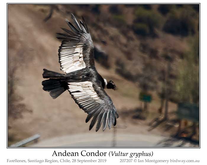 Photo of Andean Condor andean_condor_207207_pp