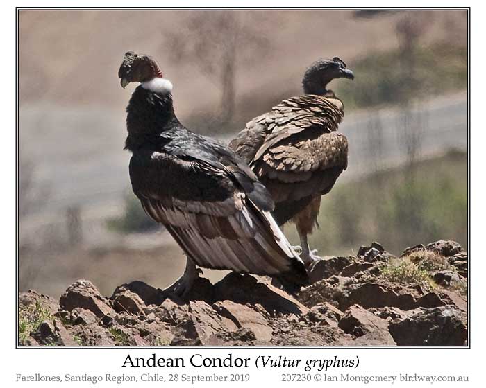 Photo of Andean Condor andean_condor_207230_pp