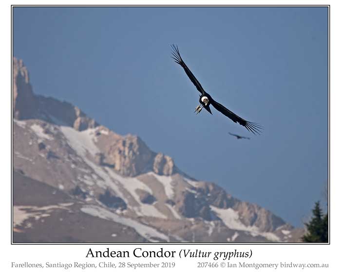 Photo of Andean Condor andean_condor_207466_pp