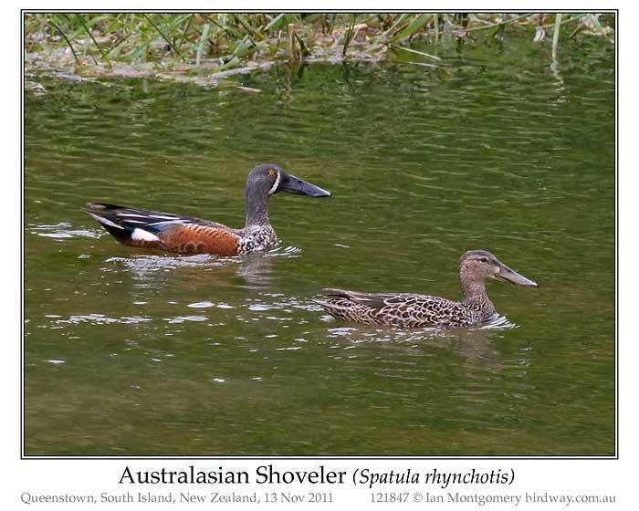 Photo of Australasian Shoveler austr_shoveler_121847_pp