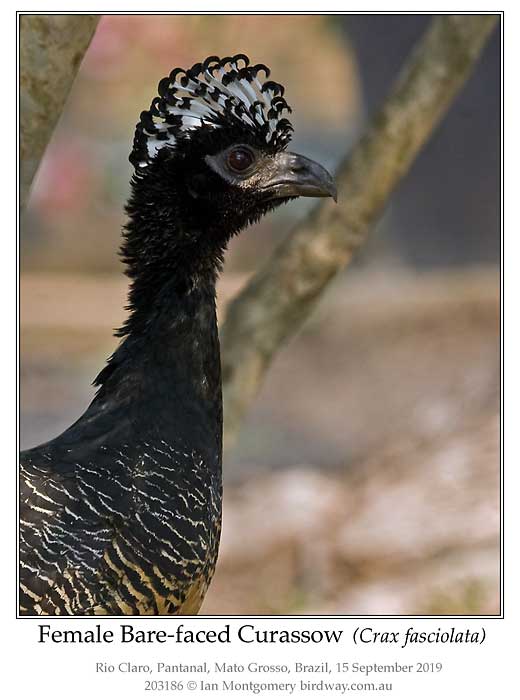 Photo of Bare-faced Curassow bare_faced_curassow_203186_pp