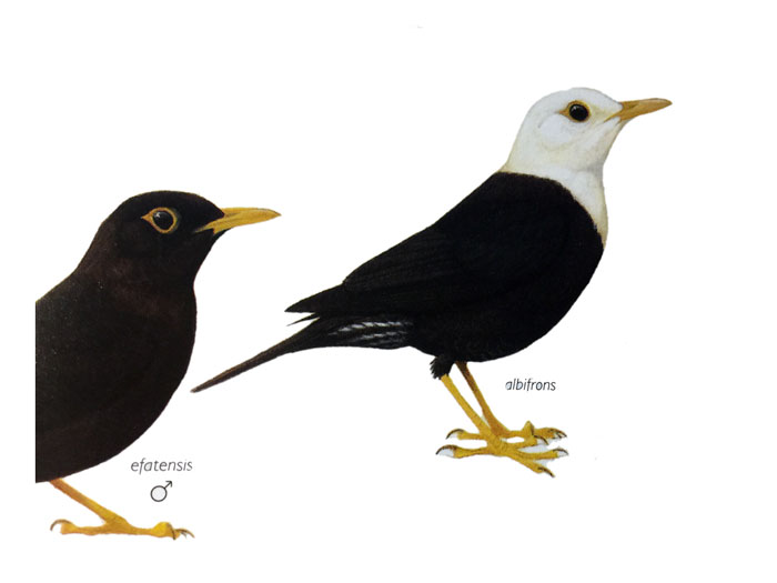 Photo of Island Thrush birds_of_melanesia_dutson_7653