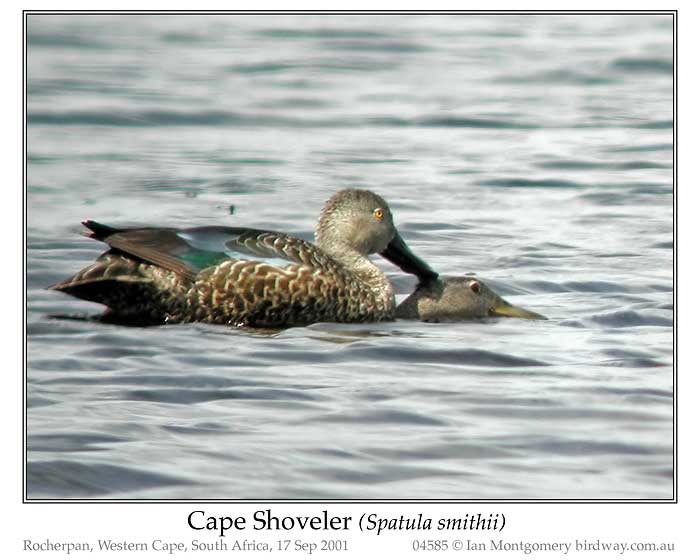 Photo of Cape Shoveler cape_shoveler_04585_pp