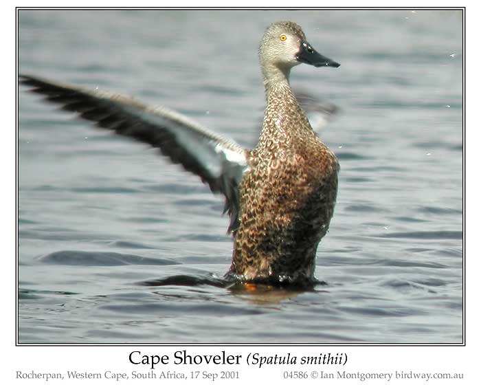 Photo of Cape Shoveler cape_shoveler_04586_pp
