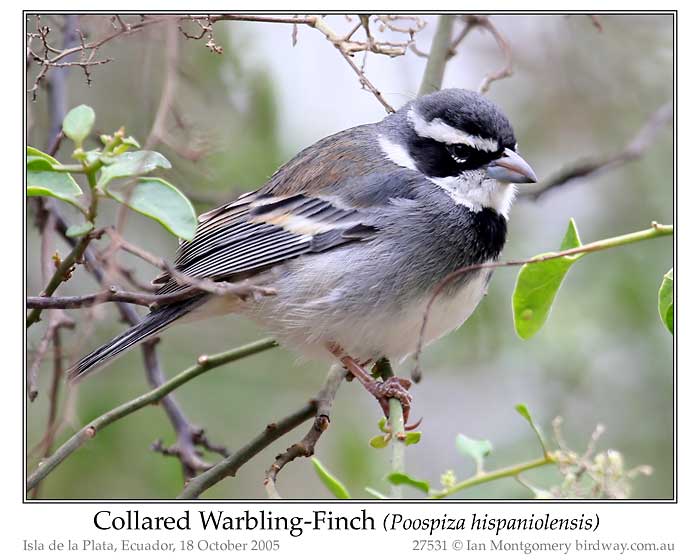 Photo of Name collaredwarblingfinch_27531_pp
