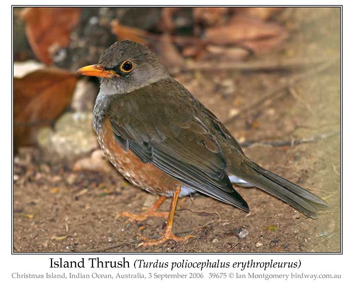 Photo of Island Thrush island_thrush_39675_pp