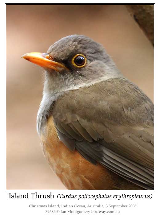 Photo of Island Thrush island_thrush_39685_pp