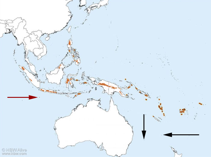 Photo of Island Thrush island_thrush_distribution