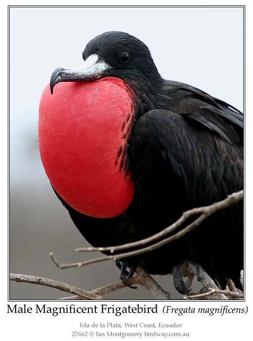 Photo of Name magnif_frigatebird_27662_pp