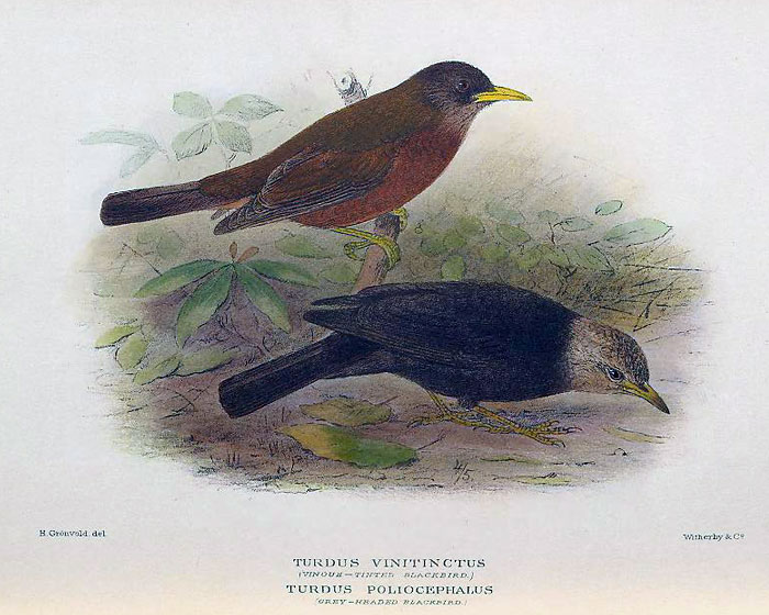 Photo of Island Thrush mathews_1928_p27