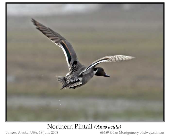Photo of Northern Pintail northern_pintail_66389_pp